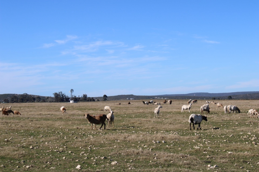 0 Bedroom Property for Sale in Riversdale Rural Western Cape